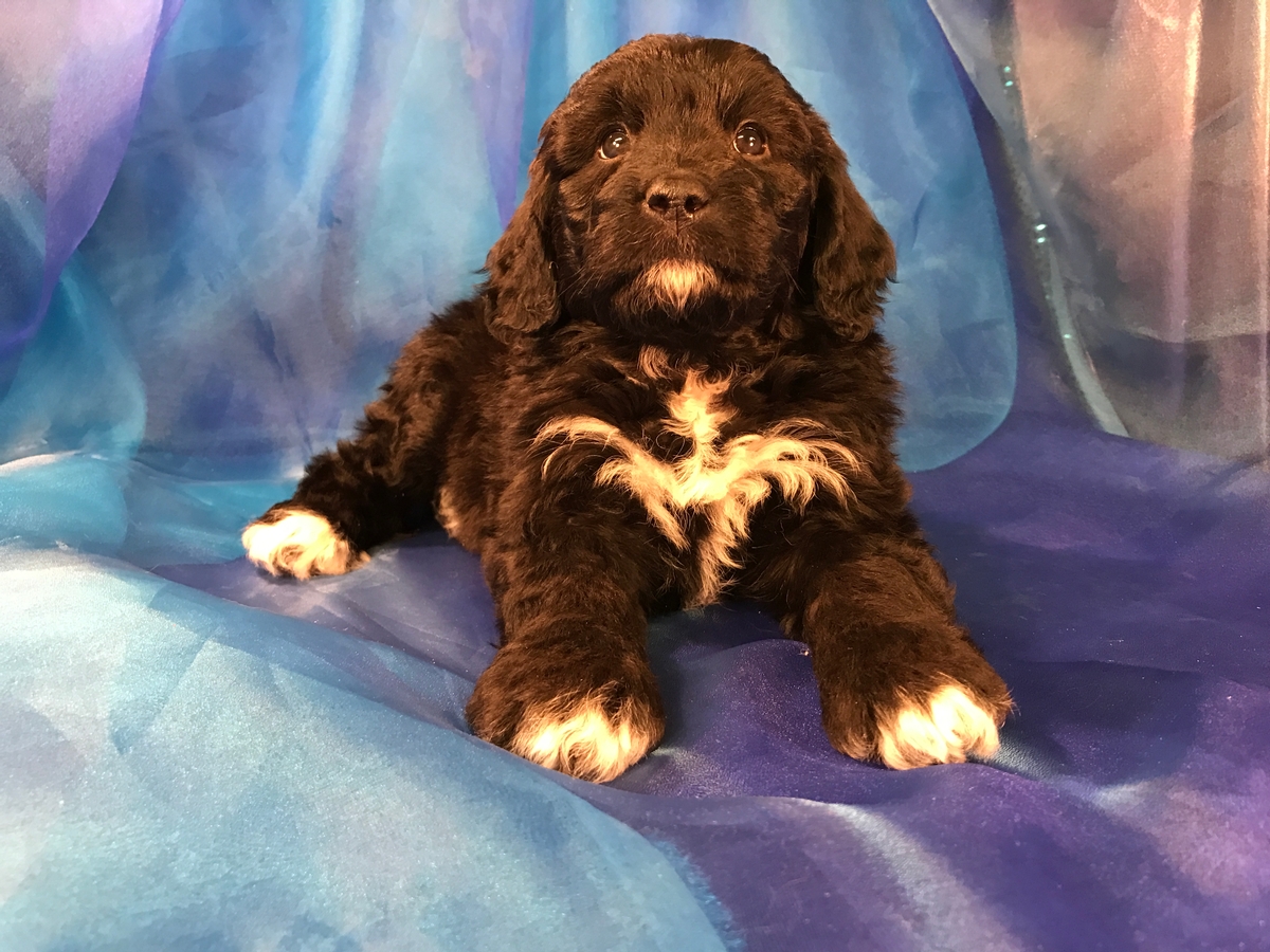 Female Black and White Mini Bernedoodle Puppy for Sale
